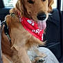 dog, golden_retriever, bandana, red, car, pet, animal, tongue_out, happy, leash, fur, window, seat, indoor, mammal, companion, cute, portrait, canine, friendly