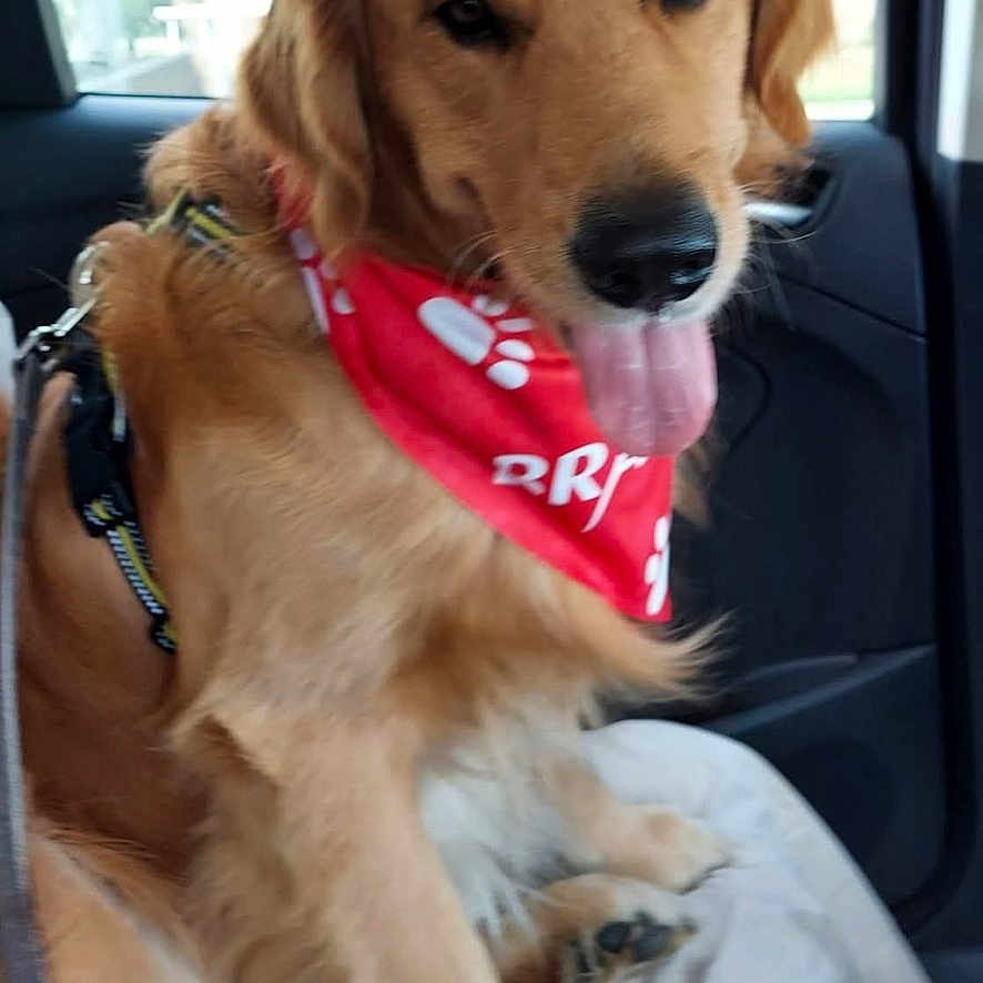 Tucker is registered to the contest to win money with this photo: animal, bandana, canine, car, companion, cute, dog, friendly, fur, golden_retriever, happy, indoor, leash, mammal, pet, portrait, red, seat, tongue_out, window