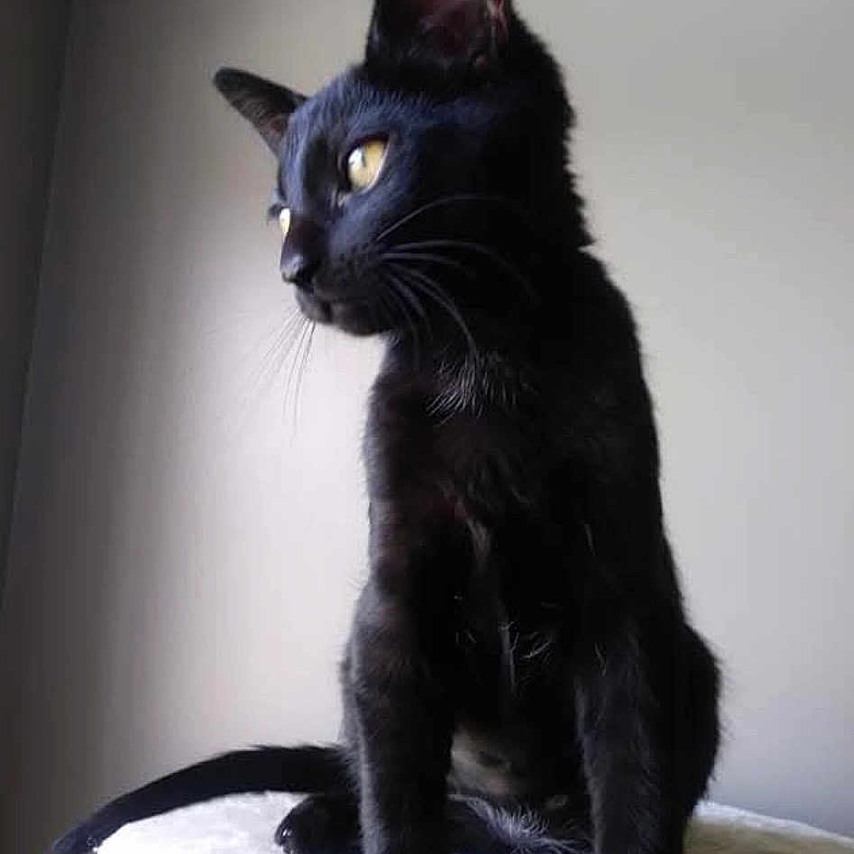 Coco