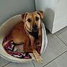dog, pet_bed, blanket, indoor, floor_tiles, tan_dog, canine, animal, resting, looking_at_camera, ears, snout, paws, quiet, corner, home, domestic, cozy, relaxed, companion