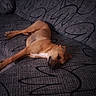 dog, brown_dog, couch, indoor, resting, relaxed, pet, animal, furniture, lying_down, canine, domestic_animal, comfort, sleepy, patterned_couch, living_room, cozy, quiet, lazy, calm