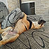 dog, couch, indoor, relaxed, lying_down, pet, canine, furniture, patterned, fabric, resting, domestic_animal, comfortable, brown_dog, black_harness, stone_wall, heater, home, animal, sleeping