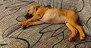 Nino a rejoint le concours — aidez-le/la à gagner de superbes lots ! dog, brown_dog, couch, upholstery, patterned_fabric, sleeping, resting, pet, indoor, hand, smartphone, cartoon_avatar, relaxation, furniture, living_room, paw, phone_screen, technology, closeup, casual