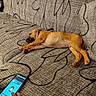 dog, brown_dog, couch, upholstery, patterned_fabric, sleeping, resting, pet, indoor, hand, smartphone, cartoon_avatar, relaxation, furniture, living_room, paw, phone_screen, technology, closeup, casual