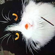 Alizé participe au concours pour gagner de l'argent avec cette photo : cat, tuxedo_cat, closeup, yellow_eyes, whiskers, pink_nose, pet, animal, feline, fur, black_and_white, cute, curious, face, portrait, indoors, soft, close_up, domestic_cat