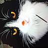 cat, tuxedo_cat, closeup, yellow_eyes, whiskers, pink_nose, pet, animal, feline, fur, black_and_white, cute, curious, face, portrait, indoors, soft, close_up, domestic_cat