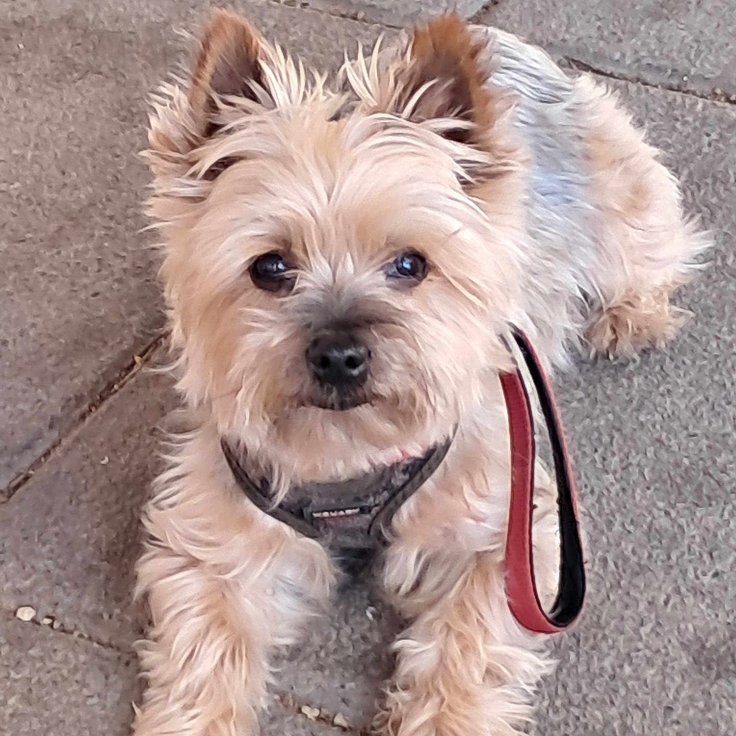 Horatio participe au concours pour gagner de l'argent avec cette photo : attentive, close_up, cute, dog, eyes, face, fur, harness, laying_down, leash, nose, outdoor, pavement, paws, pet, portrait, scruffy, sidewalk, small_dog, terrier