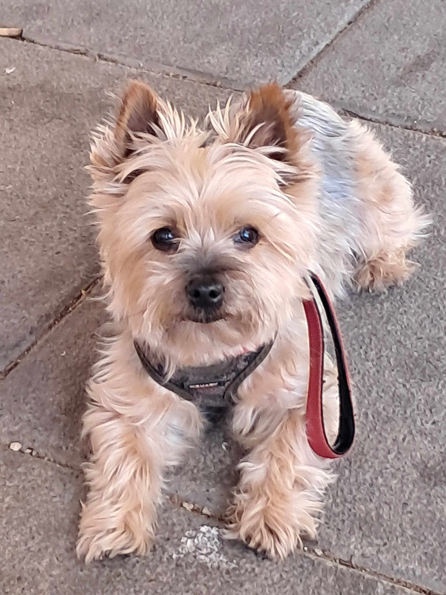 Horatio participe au concours pour gagner de l'argent avec cette photo : dog, small_dog, terrier, leash, harness, pavement, sidewalk, fur, paws, face, eyes, nose, pet, portrait, laying_down, close_up, scruffy, cute, outdoor, attentive
