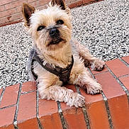 Horatio participe au concours pour gagner de l'argent avec cette photo : animal, brick, brick_wall, canine, cute, daylight, dog, ears, face, fur, fur_texture, gravel, harness, looking, outdoor, paws, pet, relaxed, resting, small_dog