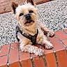 animal, brick, brick_wall, canine, cute, daylight, dog, ears, face, fur, fur_texture, gravel, harness, looking, outdoor, paws, pet, relaxed, resting, small_dog