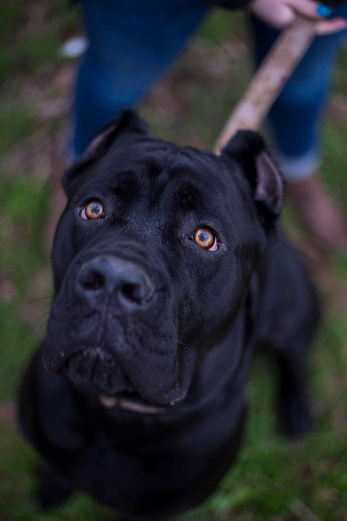 Hoss is registered to the contest to win money with this photo: borador, canidae, carnivore, companion_dog, dog, dog_breed, dog_collar, electric_blue, event, grass, guard_dog, hunting_dog, non_sporting_group, plant, shorts, snout, sporting_group, whiskers, working_animal, working_dog