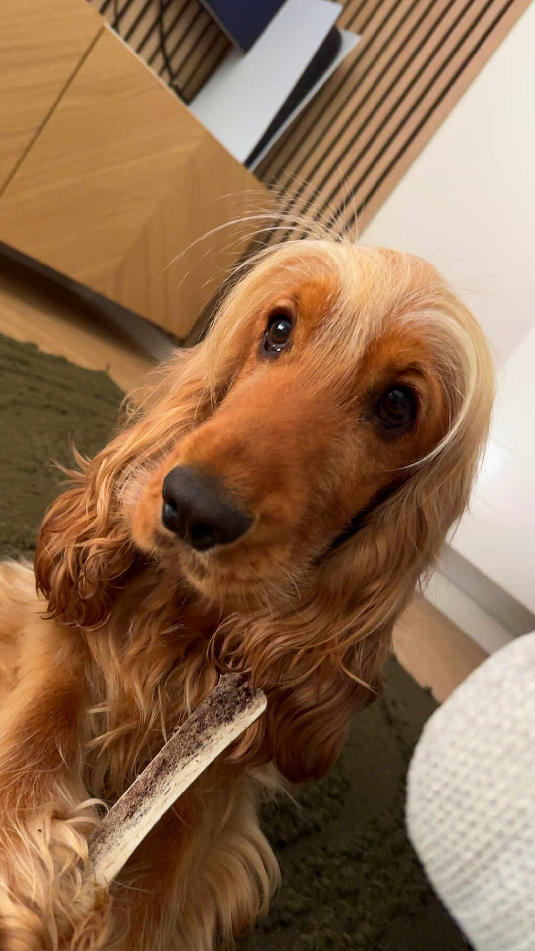 Leyko participe au concours pour gagner de l'argent avec cette photo : dog, bone, pet, indoor, fur, long_hair, brown, animal, canine, close_up, looking, attention, paw, carpet, furniture, home, cute, companion, domestic, relaxed