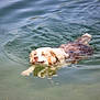 Opale a rejoint le concours — aidez-le/la à gagner de superbes lots ! animal, calm, canine, daylight, dog, fur, happy, lake, mammal, motion, nature, outdoor, paddle, pet, playful, reflection, summer, swimming, water, wet