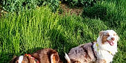 Opale a rejoint le concours — aidez-le/la à gagner de superbes lots ! animal, canine, dog, field, fur, grass, greenery, happy, leash, nature, outdoor, pet, playful, relaxed, scenic, smiling, summer, sunlight, two_dogs, yellow_flowers