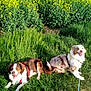 animal, canine, dog, field, fur, grass, greenery, happy, leash, nature, outdoor, pet, playful, relaxed, scenic, smiling, summer, sunlight, two_dogs, yellow_flowers