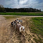 Opale participe au concours pour gagner de l'argent avec cette photo : animal, canine, cloudy, dirt_path, dog, dogs, field, fur, grass, group, happy, landscape, nature, outdoor, pet, playful, rural, sky, trees, walking