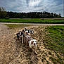 animal, canine, cloudy, dirt_path, dog, dogs, field, fur, grass, group, happy, landscape, nature, outdoor, pet, playful, rural, sky, trees, walking