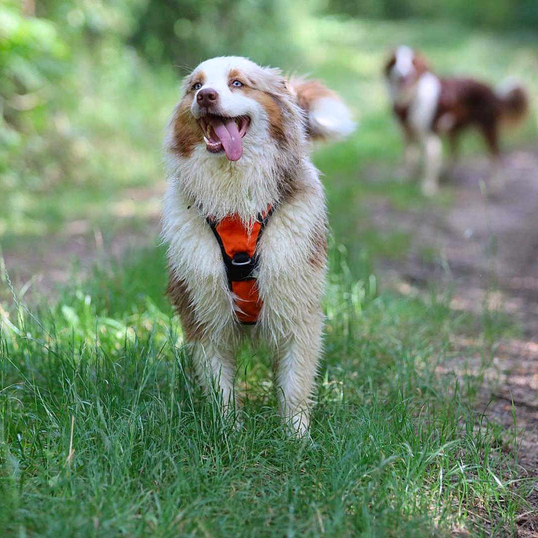 Opale a rejoint le concours — aidez-le/la à gagner de superbes lots ! animal, blurred_background, canine, daylight, dog, forest, fur, grass, happy, harness, mammal, nature, outdoor, path, pet, playful, summer, tongue_out, two_dogs, walking