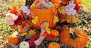 Belian is registered to the contest to win money with this photo: baby, infant, child, pumpkin, pumpkin_costume, autumn, fall, flowers, leaves, outdoor, forest, tree, nature, seasonal, harvest, orange, portrait, sitting, baby_photography, festive
