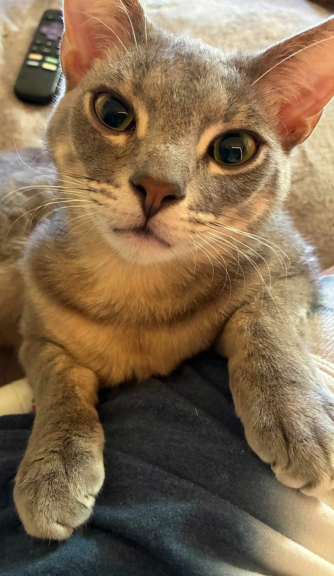 Shadow joined the competition — help win amazing prizes! cat, gray_cat, close_up, pet, animal, whiskers, paws, feline, eyes, fur, indoor, resting, curious, domestic_cat, soft_fur, home, remote_control, blurred_background, closeup, cute