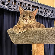 Shadow joined the competition — help win amazing prizes! cat, gray_cat, pet, feline, perch, cat_tree, indoor, animal, relaxed, looking_at_camera, whiskers, fur, ears, paws, carved_wood, curtain, blue, wood, cozy, resting