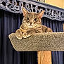 cat, gray_cat, pet, feline, perch, cat_tree, indoor, animal, relaxed, looking_at_camera, whiskers, fur, ears, paws, carved_wood, curtain, blue, wood, cozy, resting
