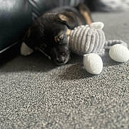 Bonnie joined the competition — help win amazing prizes! puppy, dog, toy, plush_toy, carpet, sleeping, resting, indoor, cozy, couch, black_dog, soft_toy, close_up, pet, animal, cute, furry, home, relaxing, blurred_background