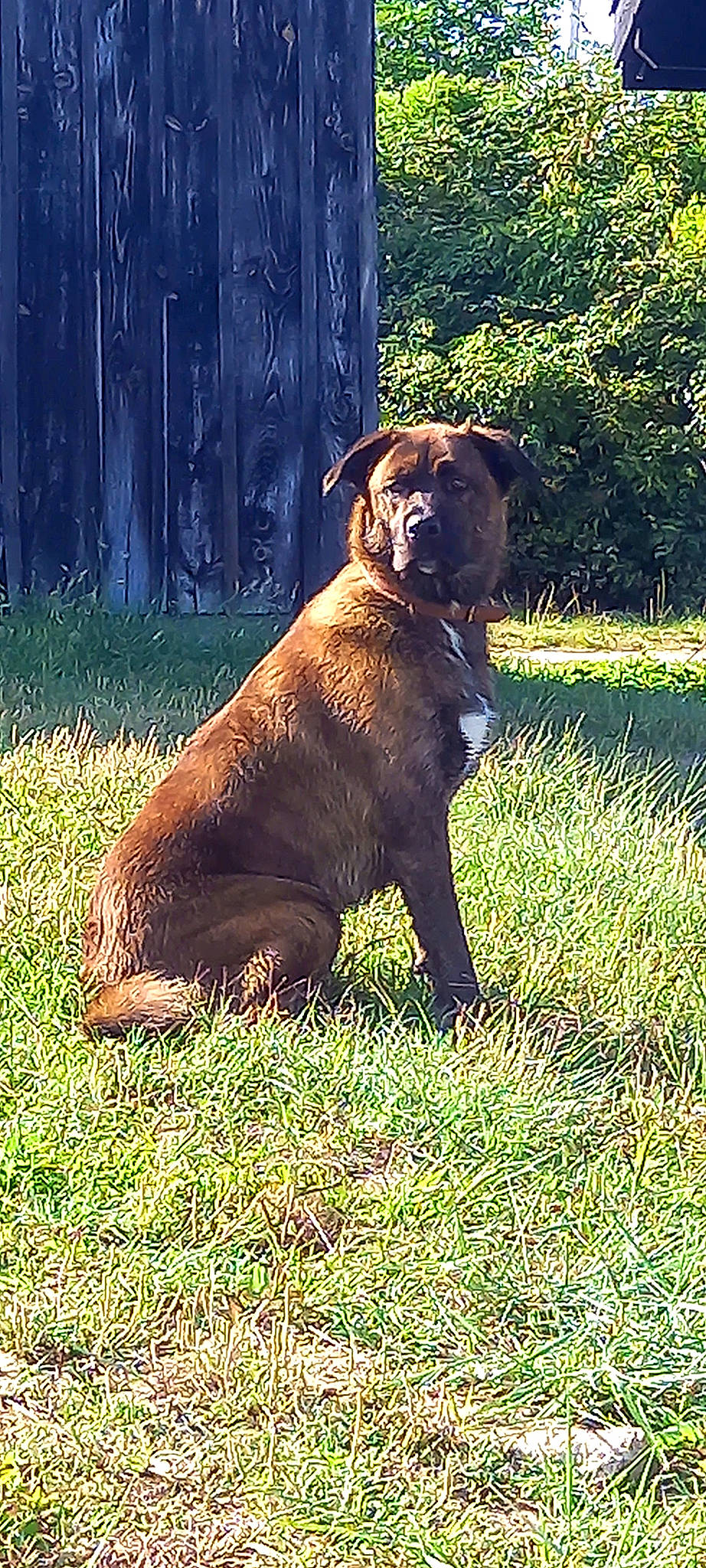 Jungle a rejoint le concours — aidez-le/la à gagner de superbes lots ! brown, carnivore, companion_dog, dog, dog_breed, dog_collar, fawn, grass, guard_dog, gun_dog, liver, molosser, plant, snout, sporting_group, tail, terrestrial_animal, tree, working_animal, working_dog