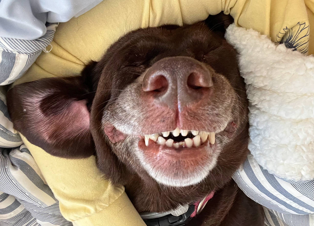 Kaya joined the competition — help win amazing prizes! canidae, carnivore, collar, comfort, companion_dog, dog, dog_breed, dog_collar, ear, fang, fawn, fur, jaw, liver, snout, sporting_group, tongue, whiskers, working_animal, wrinkle