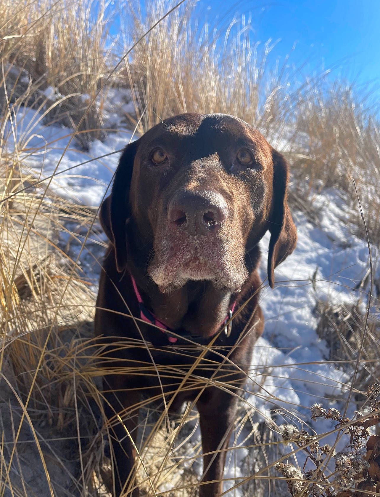 Kaya joined the competition — help win amazing prizes! canidae, carnivore, collar, dog, dog_breed, dog_collar, fawn, freezing, guard_dog, gun_dog, hunting_dog, liver, plant, sky, snout, snow, sporting_group, winter, working_animal, working_dog