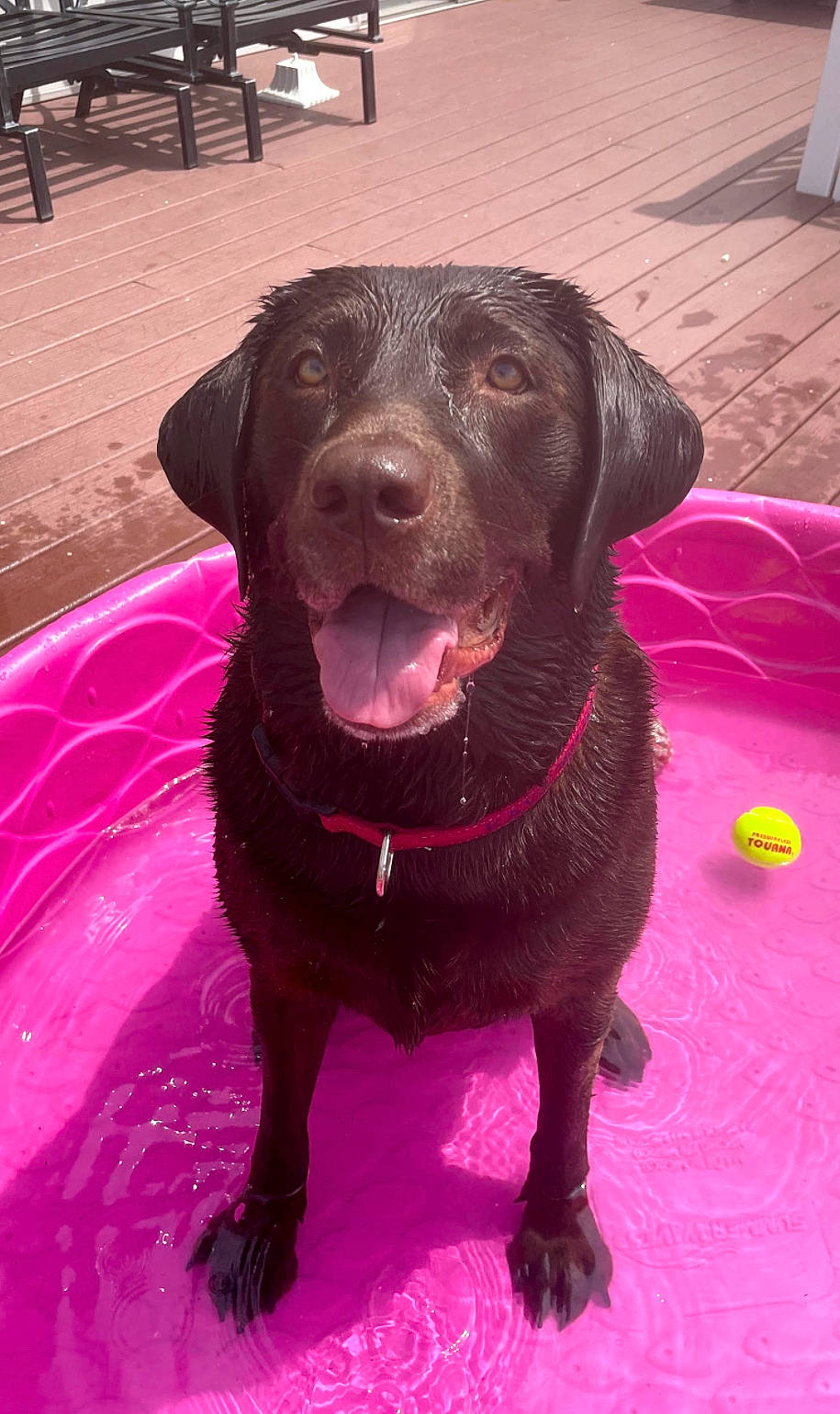 Kaya joined the competition — help win amazing prizes! borador, canidae, carnivore, collar, companion_dog, dog, dog_breed, dog_collar, flooring, fur, gun_dog, leash, liver, pet_supply, pink, retriever, snout, sporting_group, whiskers, working_animal