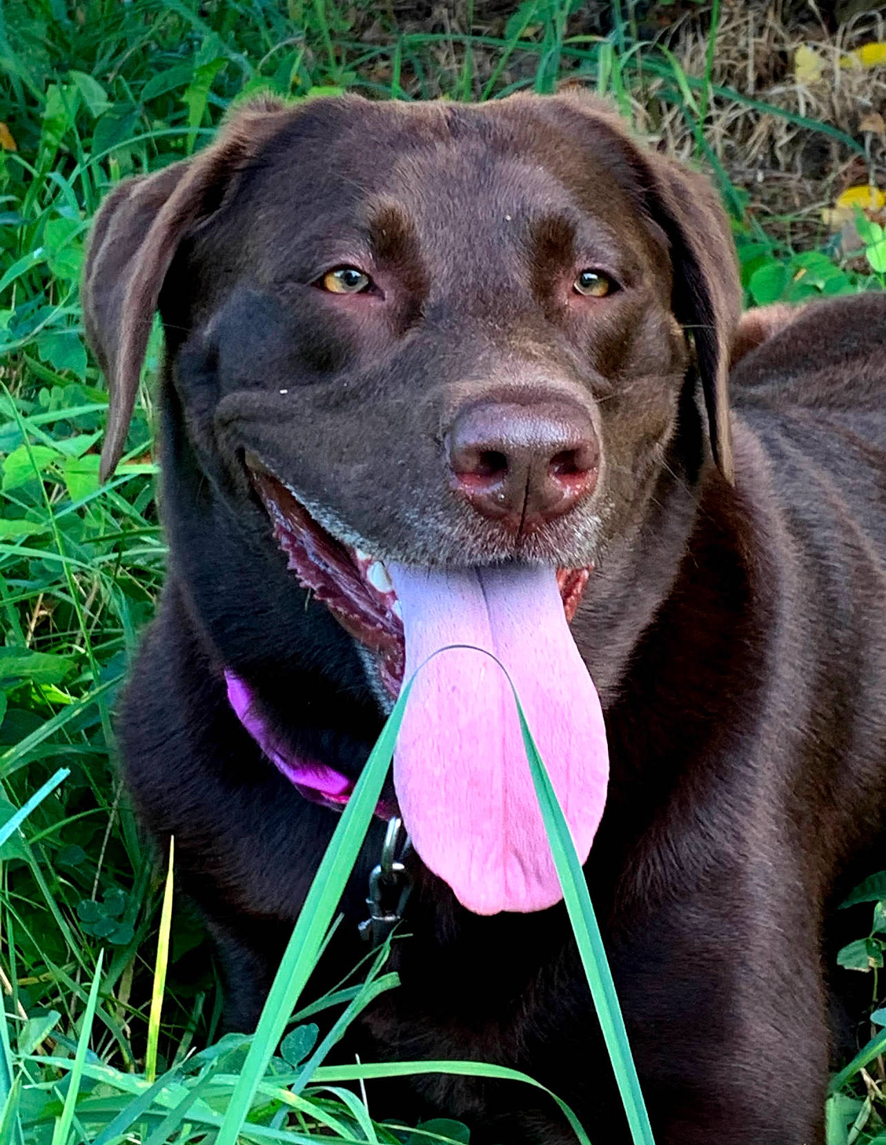 Kaya joined the competition — help win amazing prizes! borador, canidae, carnivore, collar, companion_dog, dog, dog_breed, dog_collar, fashion_accessory, fur, grass, gun_dog, leash, liver, pet_supply, plant, snout, sporting_group, terrestrial_animal, working_animal