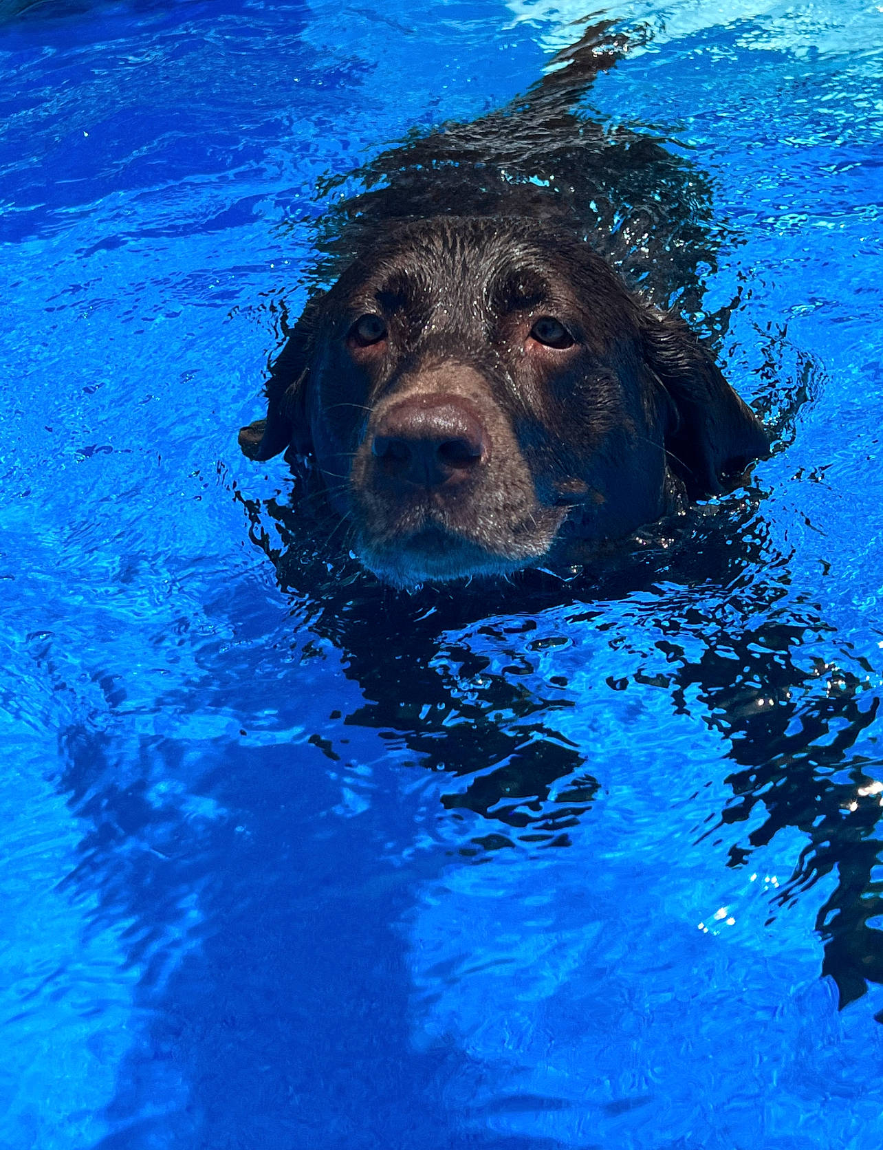 Kaya joined the competition — help win amazing prizes! blue, canidae, carnivore, companion_dog, dog, dog_breed, electric_blue, fun, guard_dog, gun_dog, leisure, liquid, ocean, recreation, retriever, snout, sporting_group, swimming_pool, water, working_animal