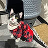Leenah joined the competition — help win amazing prizes! black_and_white, cat, collar, corner, curious, feline, floor, fur, indoor, light, mat, pet_house, pink_nose, plaid_sweater, scratching_pad, shadow, sitting, wall, whiskers, yellow_eyes
