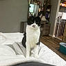 Leenah is registered to the contest to win money with this photo: animal, baby_gate, bed, black_and_white, calm, cat, curious, domestic, ears_up, furniture, household_items, indoor, looking_at_camera, pet, room, shelf, sitting, whiskers, white_bedspread, wooden_floor