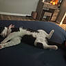 animal, bed, black_and_white, blue_bedspread, candles, cat, colorful_sock, cozy, foot, furniture, home, indoor, paws, pet, relaxed, resting, sleeping, sock, vanity, wooden_floor
