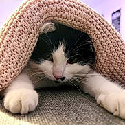 Sybel a rejoint le concours — aidez-le/la à gagner de superbes lots ! cat, black_and_white_cat, kitten, blanket, knitted_blanket, paws, whiskers, close_up, indoor, curious, pet, feline, cozy, stretching, resting, soft_texture, cute, animal, domestic_cat, portrait