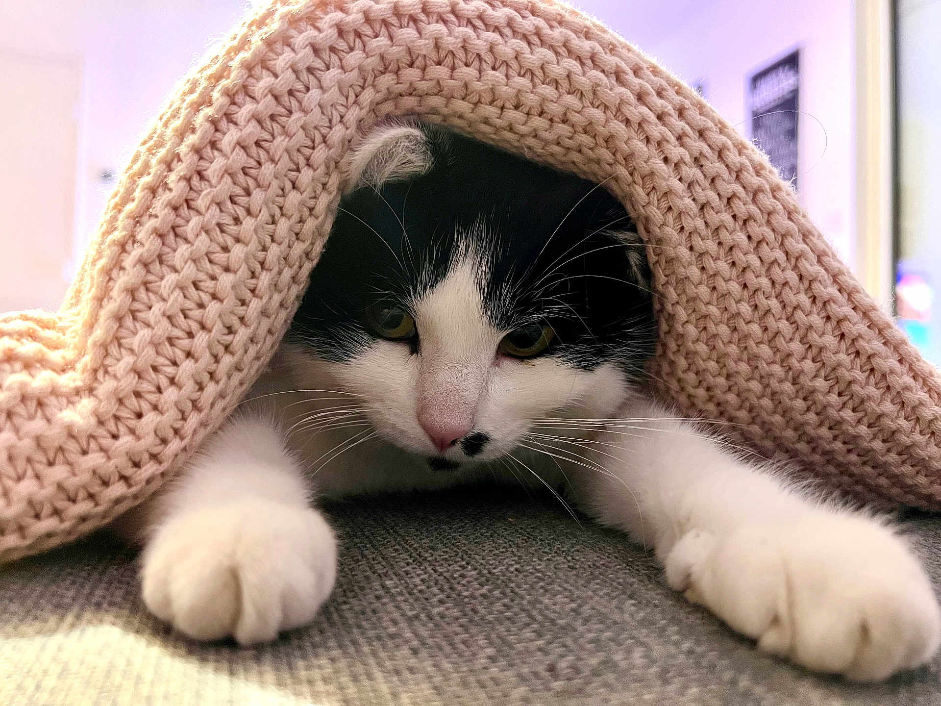 Sybel a rejoint le concours — aidez-le/la à gagner de superbes lots ! cat, black_and_white_cat, kitten, blanket, knitted_blanket, paws, whiskers, close_up, indoor, curious, pet, feline, cozy, stretching, resting, soft_texture, cute, animal, domestic_cat, portrait