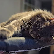 Titou participe au concours pour gagner de l'argent avec cette photo : animal, cat, closeup, cozy, cute, domestic_animal, feline, fur, indoor, laying_down, mammal, paw, pet, portrait, relaxed, resting, sleepy, soft, stretching, whiskers