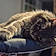 Titou