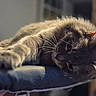 animal, cat, closeup, cozy, cute, domestic_animal, feline, fur, indoor, laying_down, mammal, paw, pet, portrait, relaxed, resting, sleepy, soft, stretching, whiskers