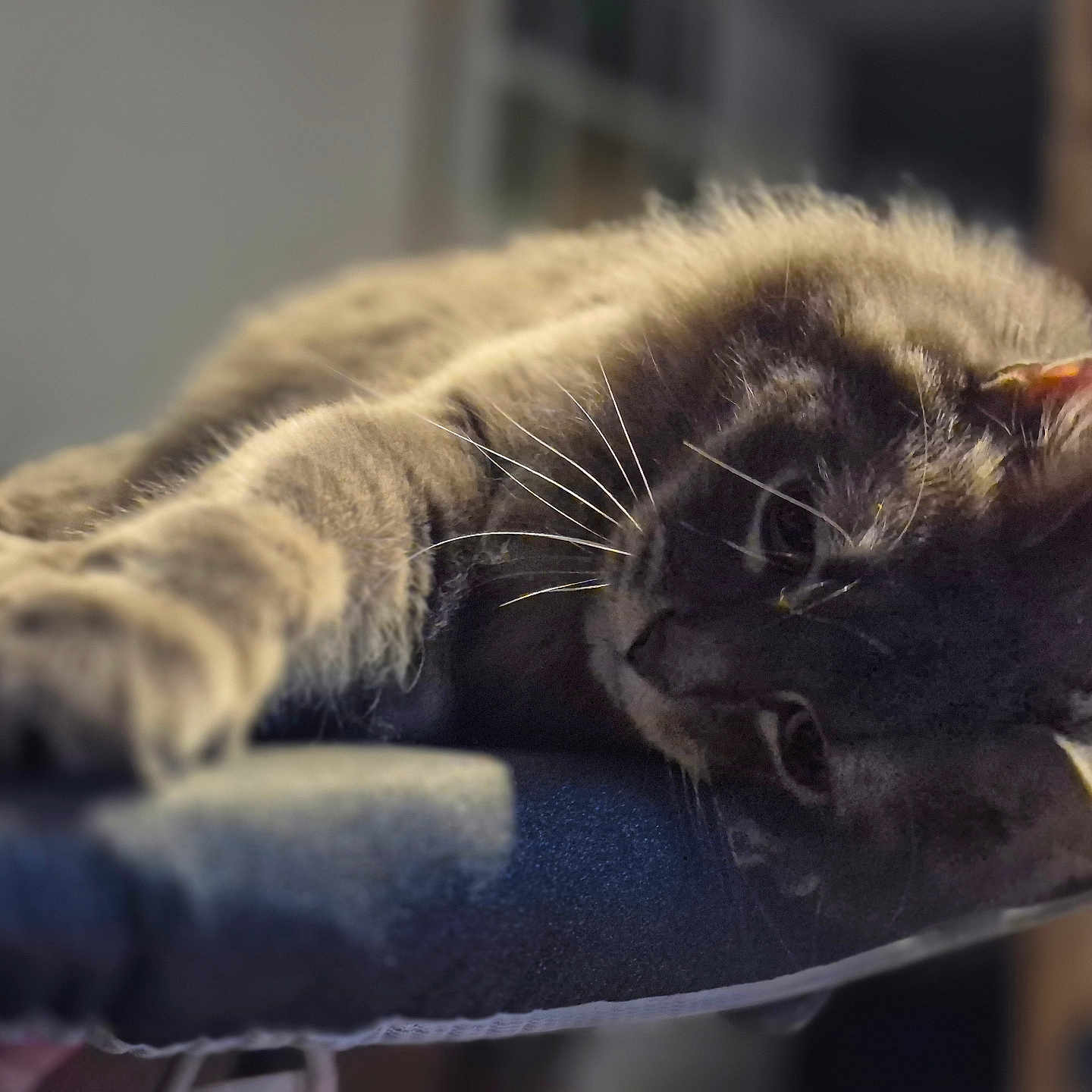 Titou