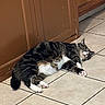 Ruddles joined the competition — help win amazing prizes! cat, tabby_cat, pet, indoor, floor, tile_floor, kitchen, cabinet, brown_cabinet, lying_down, relaxed, whiskers, paws, fur, domestic_animal, animal, home, cute, feline, resting