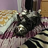 cat, tabby_cat, bed, blanket, indoor, furniture, cozy, relaxed, paws_up, curious_eyes, striped_blanket, purple_wall, wooden_drawer, door, clothing, soft_lighting, pet, domestic_animal, resting, playful
