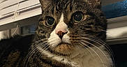Ruddles joined the competition — help win amazing prizes! cat, tabby, close_up, indoor, feline, pet, resting, couch, window_blinds, whiskers, fur, ears, nose, eyes, curious, domestic_animal, portrait, relaxed, animal, home