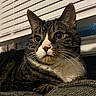 cat, tabby, close_up, indoor, feline, pet, resting, couch, window_blinds, whiskers, fur, ears, nose, eyes, curious, domestic_animal, portrait, relaxed, animal, home