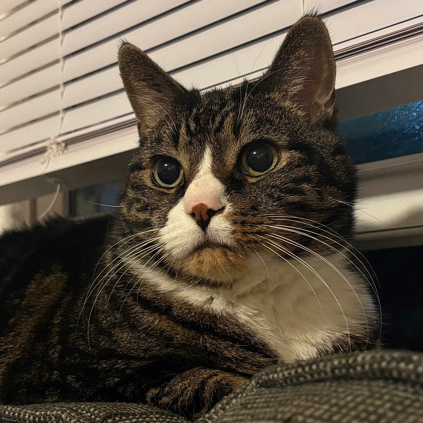 Ruddles joined the competition — help win amazing prizes! cat, tabby, close_up, indoor, feline, pet, resting, couch, window_blinds, whiskers, fur, ears, nose, eyes, curious, domestic_animal, portrait, relaxed, animal, home