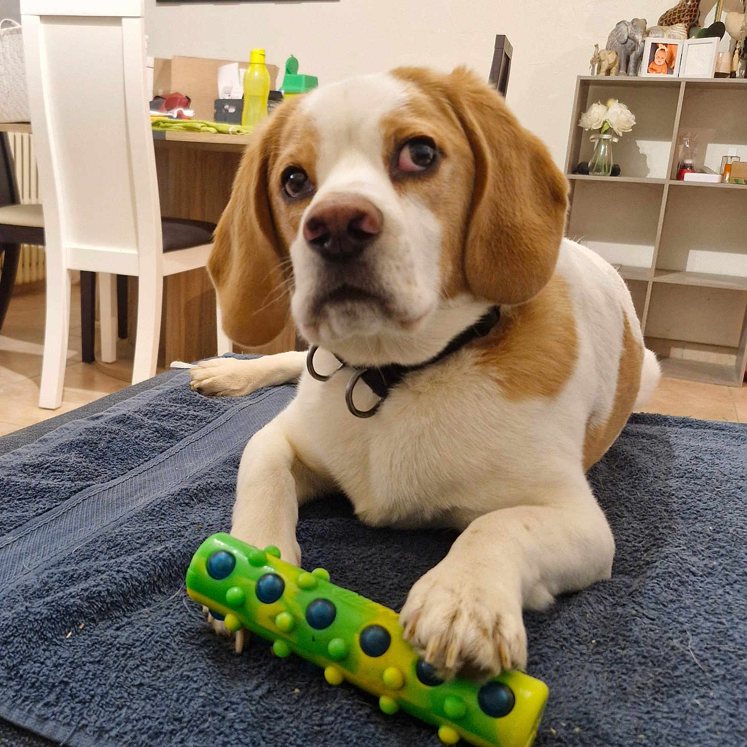 Texas participe au concours pour gagner de l'argent avec cette photo : animal, brown_and_white, chair, collar, decorations, dog, floor, flowers, furniture, giraffe_figurine, indoor, living_room, looking_away, paw, pet, photo_frames, shelf, table, towel, toy