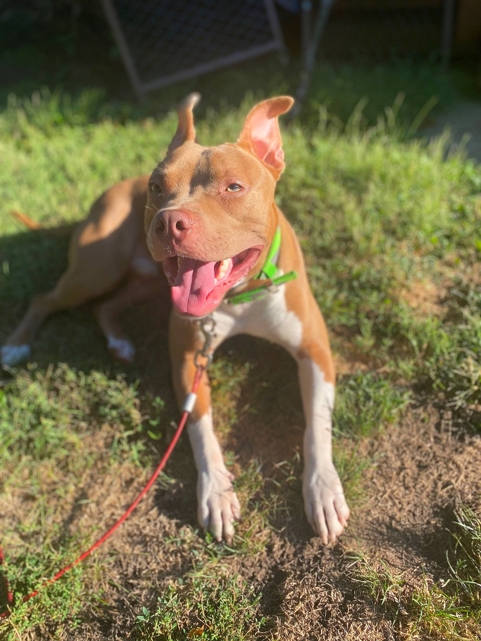 Boe is registered to the contest to win money with this photo: canidae, carnivore, collar, companion_dog, dog, dog_breed, dog_collar, dog_supply, fashion_accessory, fawn, grass, leash, liver, plant, snout, soil, sporting_group, tail, terrestrial_animal, working_animal