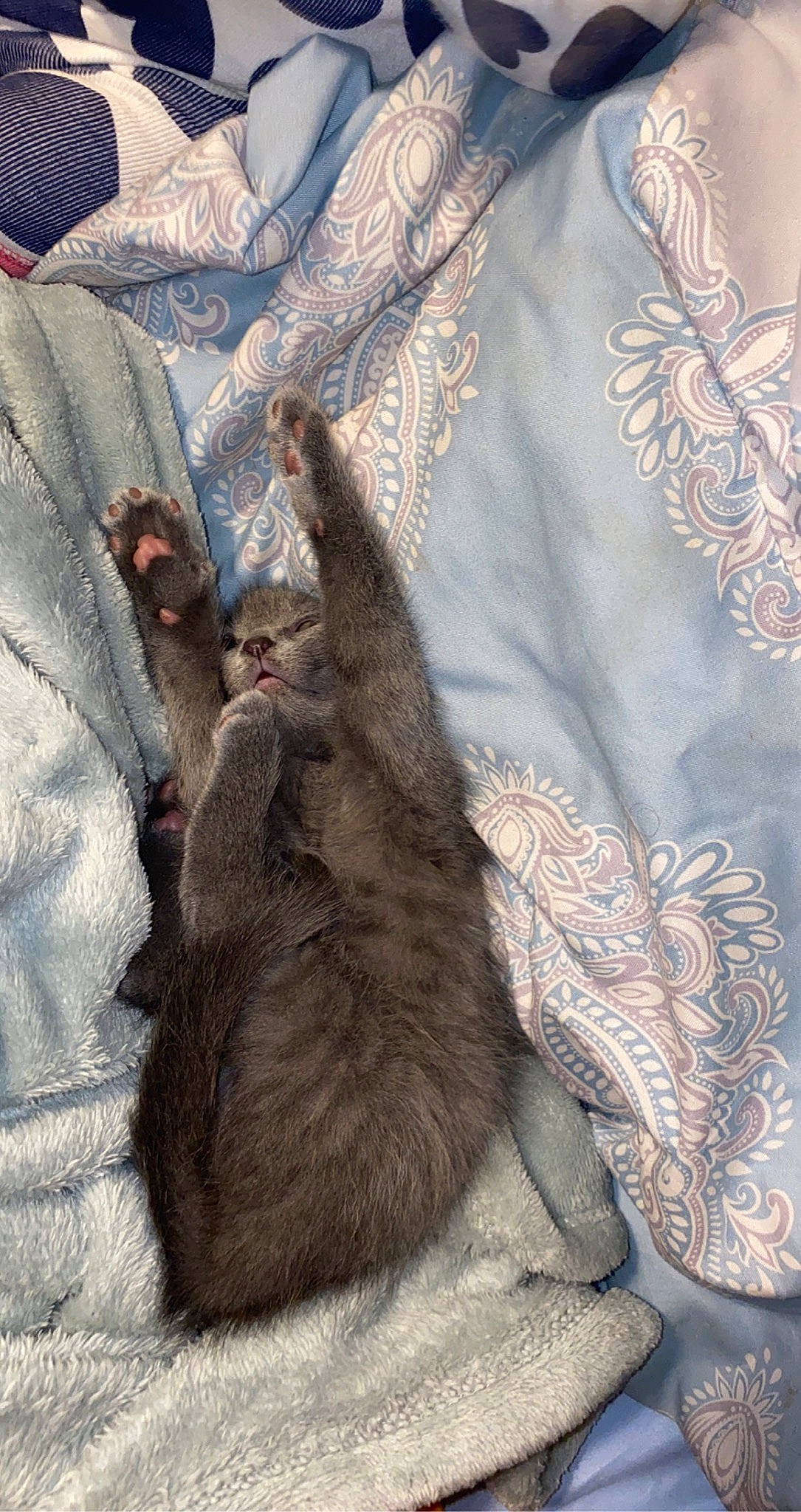 Ozzie is registered to the contest to win money with this photo: carnivore, cat, claw, comfort, dog_breed, domestic_short_haired_cat, fawn, felidae, fur, gesture, grey, linens, pattern, paw, sleeve, small_to_medium_sized_cats, sporting_group, t_shirt, tail, whiskers